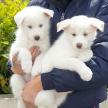Adorable Pomsky Puppies for adoption {leec06395@gmail.com Image eClassifieds4U