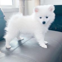 Charming and beautiful American Eskimo for adoption {metiffany443@gmail.com} Image eClassifieds4u 2