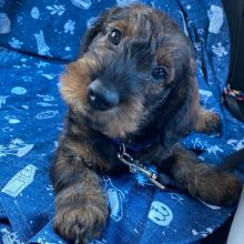 Cute and adorable Bassotto puppies ready for adoption Image eClassifieds4u 2