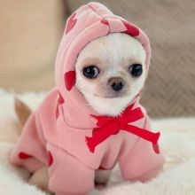 Male and female Chihuahua Puppies for free adoption Image eClassifieds4u 2