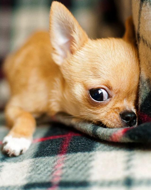 Male and female Chihuahua Puppies for free adoption Image eClassifieds4u