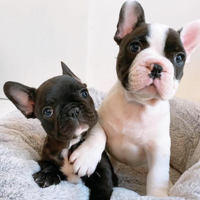 Male and female french bulldog for free Image eClassifieds4u