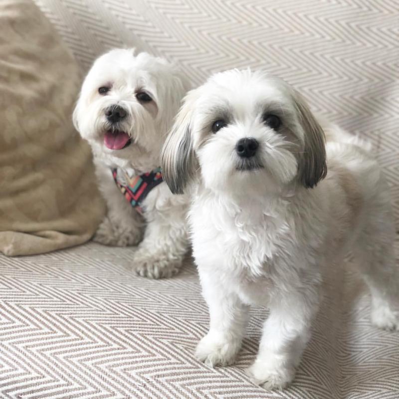 Male and female Maltese for free adoption Image eClassifieds4u