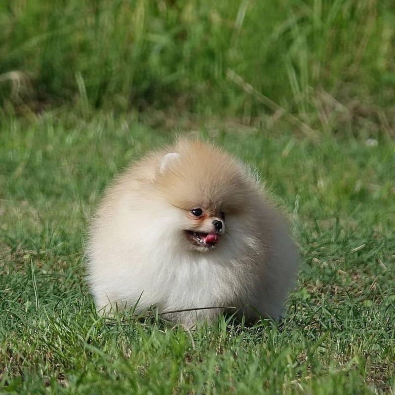 Male and female pomeranian puppies for re-homing Image eClassifieds4u