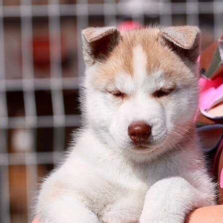 Male and female snow pomsky available for free adoption Image eClassifieds4u