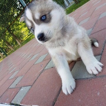 Male and female snow pomsky available for free adoption Image eClassifieds4u