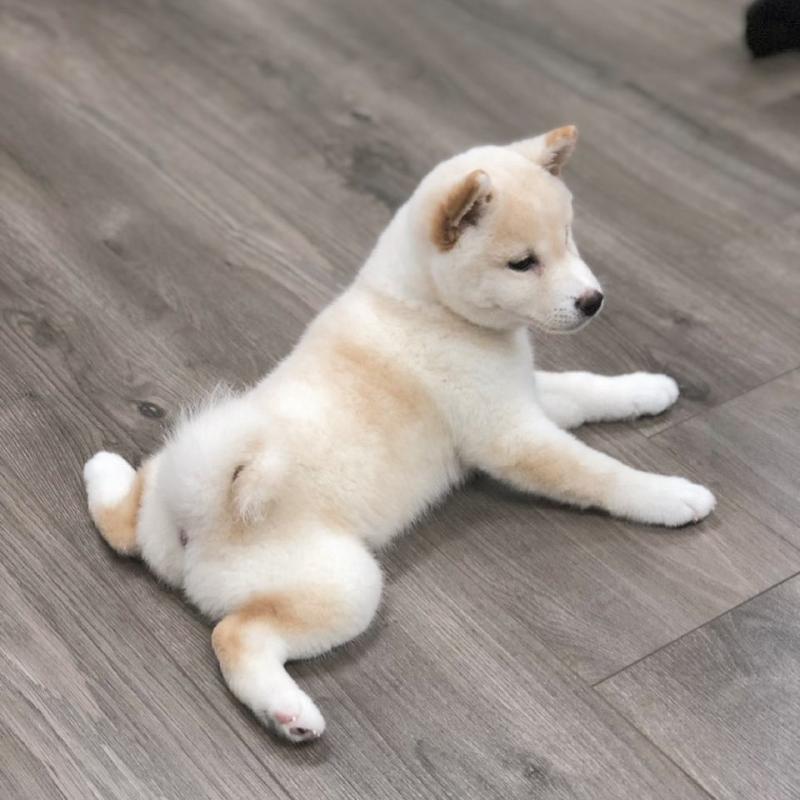 Shiba inu Puppies Looking For Their Forever Home { amandamellissa250@gmail.com } Image eClassifieds4u