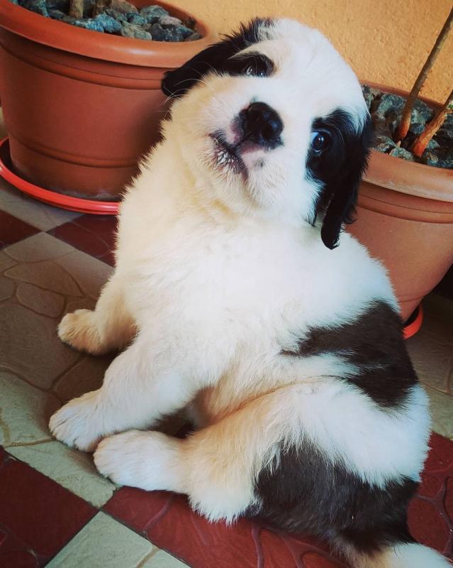 St Bernard for adoption (ariamerlina@gmail.com ) Image eClassifieds4u