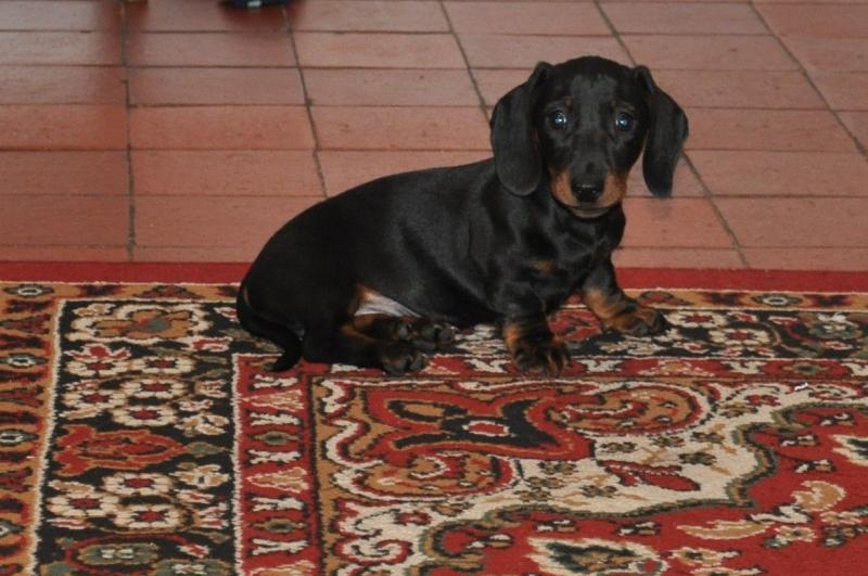 Sweet DACHSHUND puppies for adoption Image eClassifieds4u
