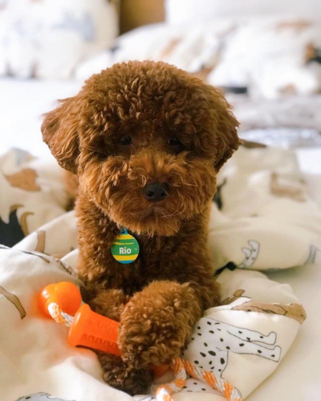 Sweet Male And Female Toy poodle puppies For Free Adoption. Image eClassifieds4u
