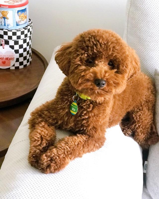 Sweet Male And Female Toy poodle puppies For Free Adoption. Image eClassifieds4u