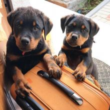 🐶 🐶 🐶 Male and female Rottweiler for free adoption 🐶 🐶 🐶