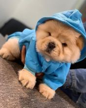 🟥🍁🟥 REMARKABLE 💗💕💗 CHOW CHOW 🐶🐶 PUPPIES AVAILABLE✅💯✈️