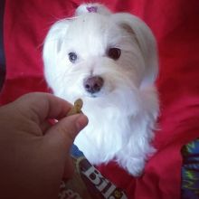 Amazing maltese puppies for sale AKC vet check