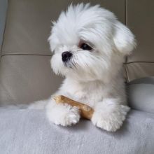 Amazing maltese puppies for sale AKC vet check