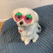 Amazing maltese puppies for sale AKC vet check