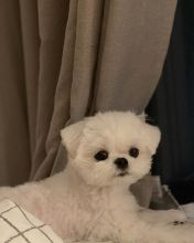 Amazing maltese puppies for sale AKC vet check