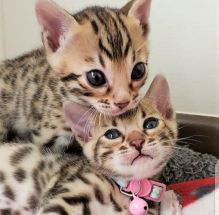 Male and female bengal kitten's available for free adoption