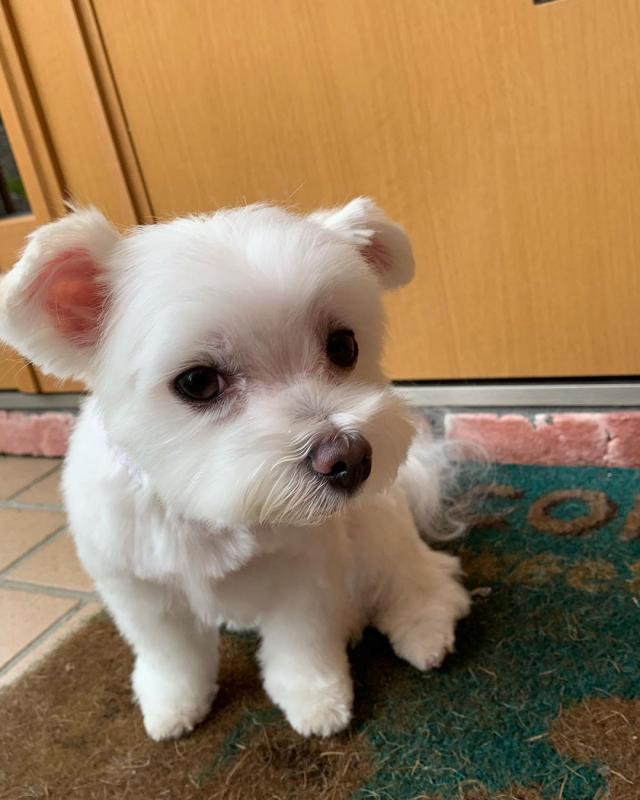 Amazing maltese puppies for sale AKC vet check Image eClassifieds4u