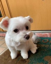 Amazing maltese puppies for sale AKC vet check Image eClassifieds4U