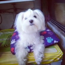 Amazing maltese puppies for sale AKC vet check Image eClassifieds4U