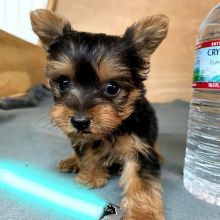 Male and female Yorkie puppies 🐶 available for free adoption Image eClassifieds4U