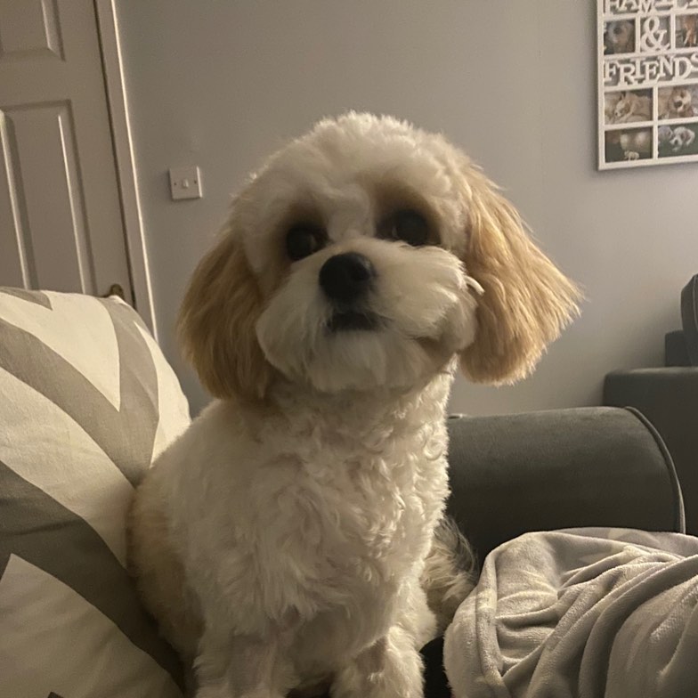 Male and female poodle pups available for re-homing Image eClassifieds4u