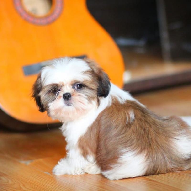 Shitzu puppies for adoption Image eClassifieds4u