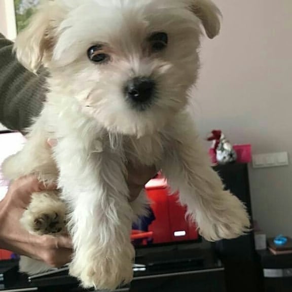 Ckc Ckc Maltese Puppies Email at us [ mountjordan17@gmail.com ] Image eClassifieds4u