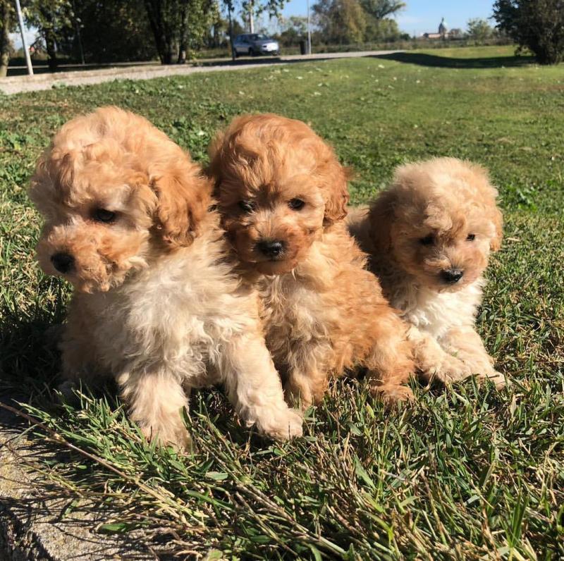 Fabulous Family Ckc Toy poodle Puppies Available [ mountjordan17@gmail.com] Image eClassifieds4u