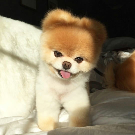 Fantastic Ckc Pomeranian Puppies Email at us [ mountjordan17@gmail.com ] Image eClassifieds4u