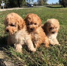 Fabulous Family Ckc Toy poodle Puppies Available [ mountjordan17@gmail.com]