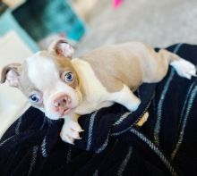 Affectionate Boston terrier puppies for adoption