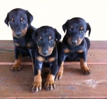 Extremely male Doberman Pups