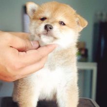 Re-homing this cut shiba inu puppies
