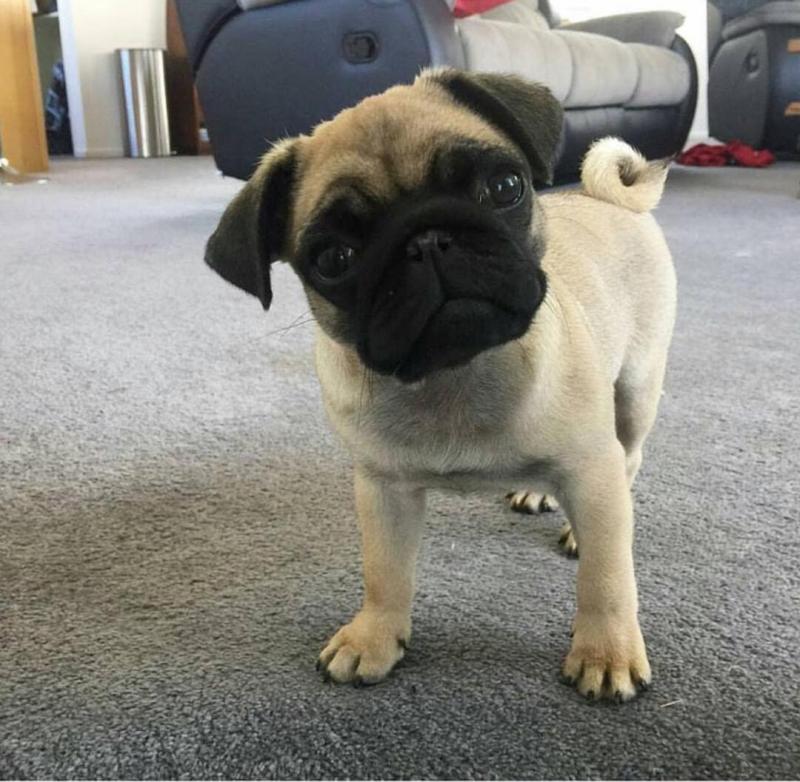 Amazing ckc Pug Puppies Available Image eClassifieds4u