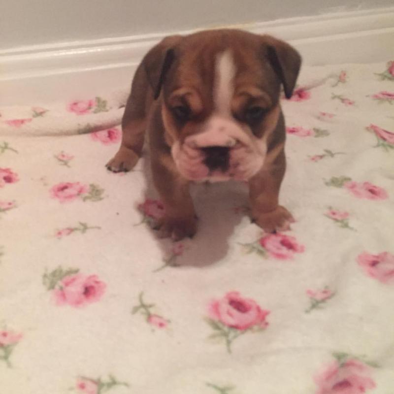 Ckc English Bulldog Puppies Email at us [ mountjordan17@gmail.com ] Image eClassifieds4u