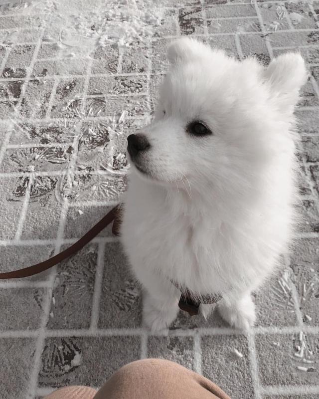 Ckc Samoyed Puppies Ready Email at us [ mountjordan17@gmail.com ] Image eClassifieds4u