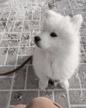 Ckc Samoyed Puppies Ready Email at us [ mountjordan17@gmail.com ] Image eClassifieds4U