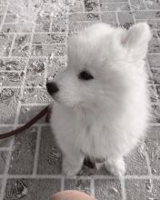Ckc Samoyed Puppies Ready for a Email at us [ mountjordan17@gmail.com ] Image eClassifieds4U