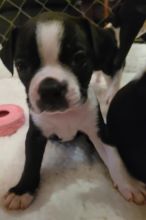 Purebred Boston Terrier Image eClassifieds4u 4