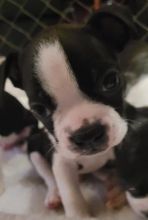 Purebred Boston Terrier Image eClassifieds4u 3