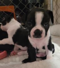 Purebred Boston Terrier Image eClassifieds4u 1