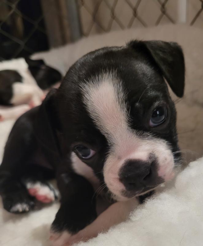 Purebred Boston Terrier Image eClassifieds4u