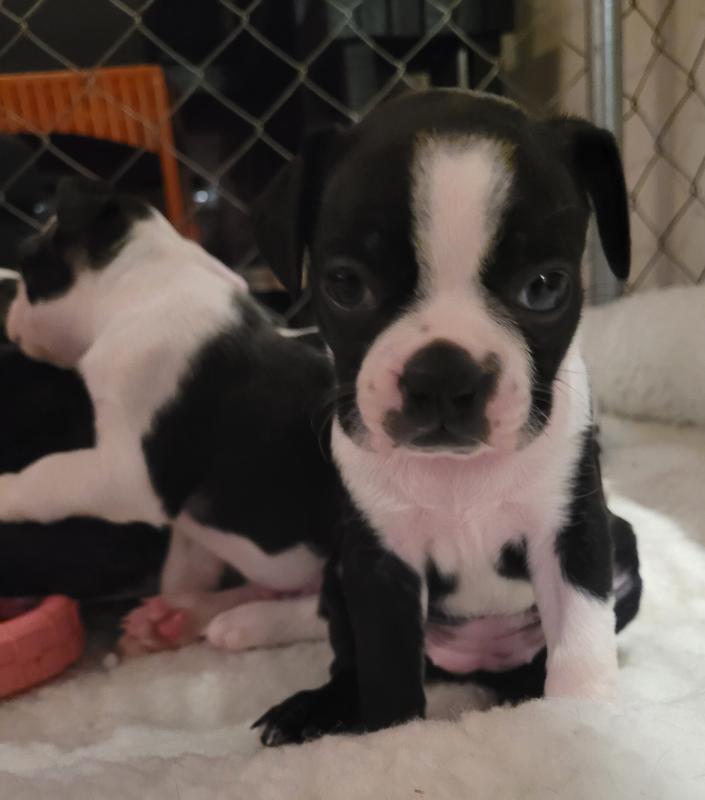 Purebred Boston Terrier Image eClassifieds4u