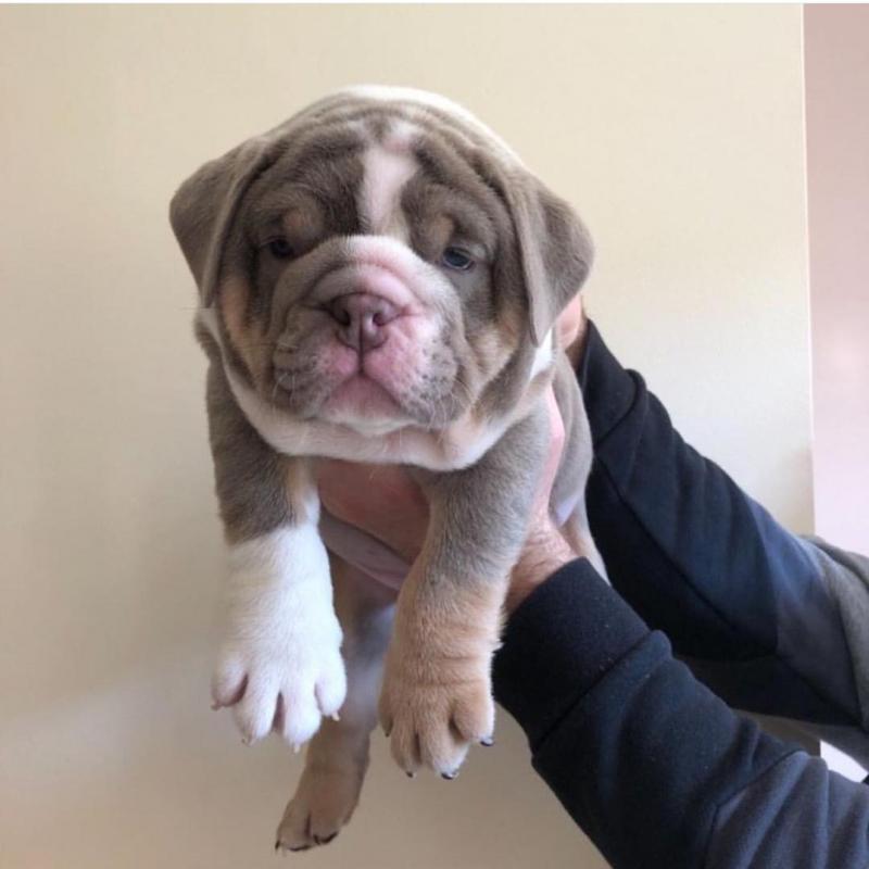 Astounding Ckc English Bulldog Welsh Corgi Puppies Image eClassifieds4u