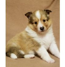 Adorable Pedigree Sheltie Puppies