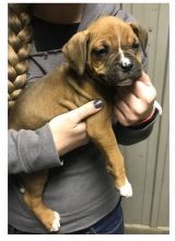Energetic Ckc Boxer Puppies Available