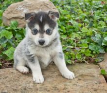 Energetic Ckc pomsky Puppies Available