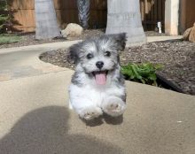 Tiny Teacup Havanese Puppies for Adoption!!